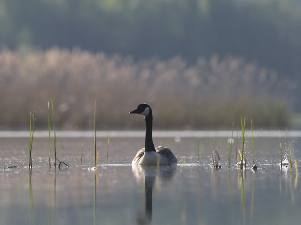 Kanadanhanhi, Canada Goose, Branta canadensis