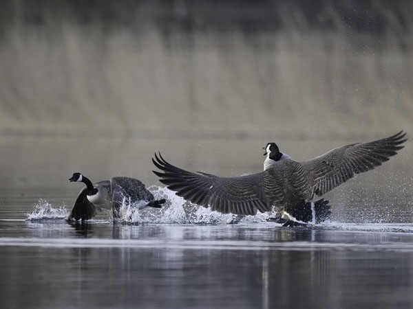 Kanadanhanhi, Canada Goose, Branta canadensis