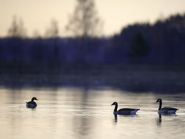 Kanadanhanhi, Canada Goose, Branta canadensis