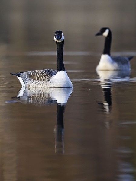 Kanadanhanhi, Canada Goose, Branta canadensis