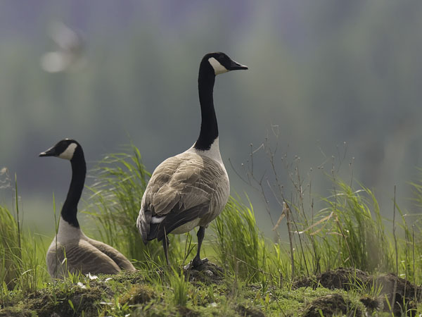 Kanadanhanhi, Canada Goose, Branta canadensis