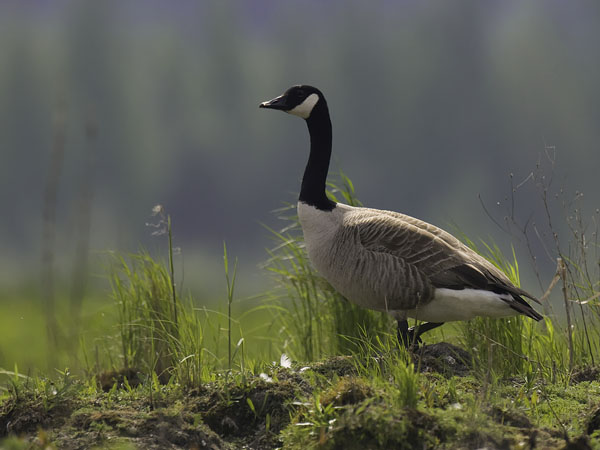 Kanadanhanhi, Canada Goose, Branta canadensis