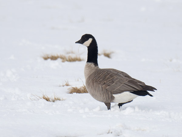 Pikkukanadanhanhi, Cackling Goose, Branta hutchinsii