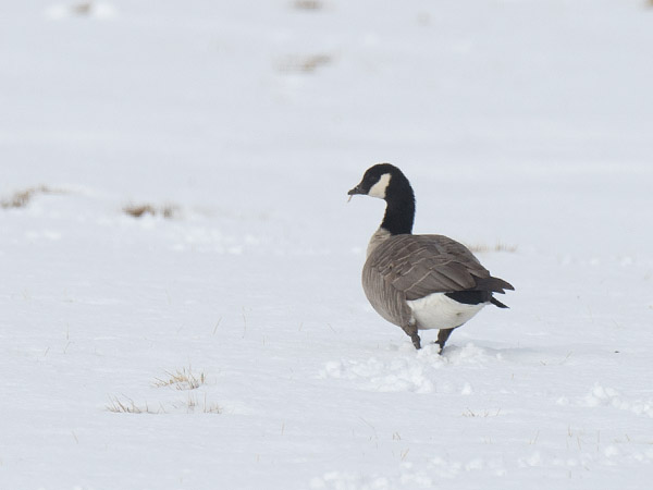 Pikkukanadanhanhi, Cackling Goose, Branta hutchinsii