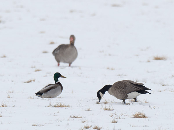 Pikkukanadanhanhi, Cackling Goose, Branta hutchinsii