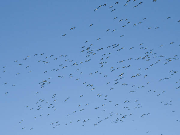 Valkoposkihanhi, Barnacle Goose, Branta leucopsis