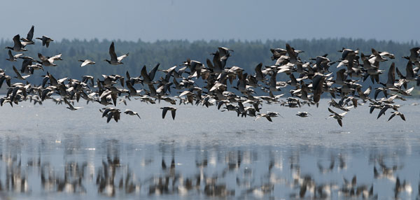 Valkoposkihanhi, Barnacle Goose, Branta leucopsis