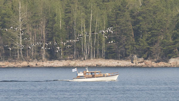 Valkoposkihanhi, Barnacle Goose, Branta leucopsis