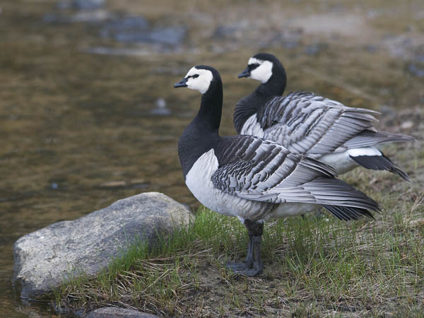 Valkoposkihanhi, Barnacle Goose, Branta leucopsis