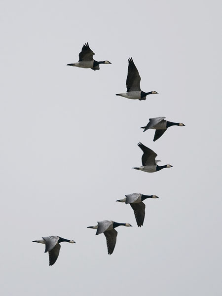 Valkoposkihanhi, Barnacle Goose, Branta leucopsis