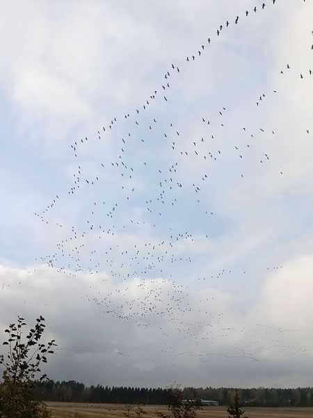 Valkoposkihanhi, Barnacle Goose, Branta leucopsis