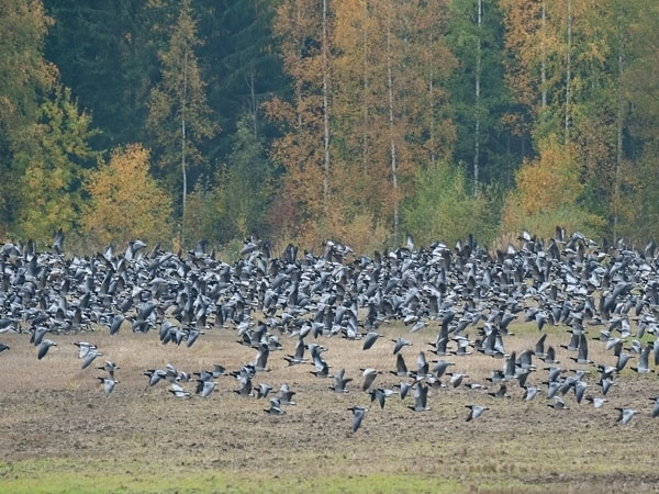 Valkoposkihanhi, Barnacle Goose, Branta leucopsis