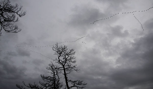 Valkoposkihanhi, Barnacle Goose, Branta leucopsis