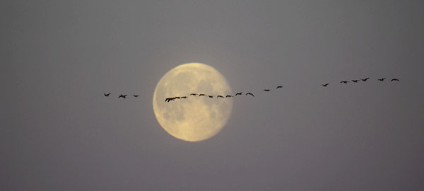 Valkoposkihanhi, Barnacle Goose, Branta leucopsis