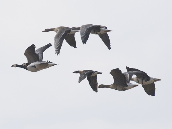 Punakaulahanhi, Red-breasted Goose, Branta ruficollis