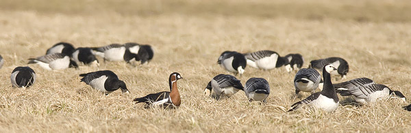 Punakaulahanhi, Red-breasted Goose, Branta ruficollis