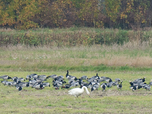 Punakaulahanhi, Red-breasted Goose, Branta ruficollis