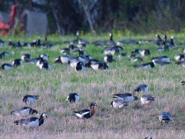 Punakaulahanhi, Red-breasted Goose, Branta ruficollis