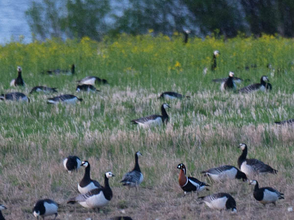 Punakaulahanhi, Red-breasted Goose, Branta ruficollis