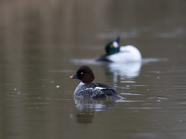 Telkkä, Common Goldeneye, Bucephala clangula
