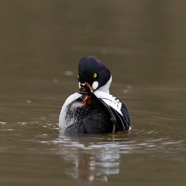 Telkkä, Common Goldeneye, Bucephala clangula