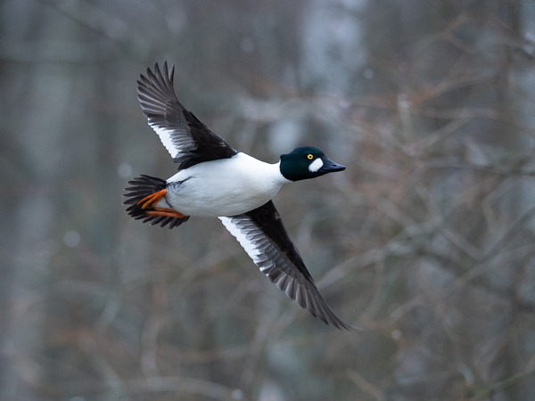 Telkkä, Common Goldeneye, Bucephala clangula