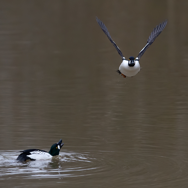 Telkkä, Common Goldeneye, Bucephala clangula