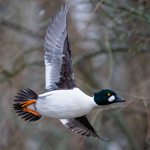 Telkkä, Common Goldeneye, Bucephala clangula