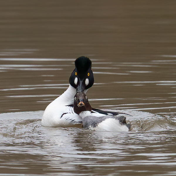 Telkkä, Common Goldeneye, Bucephala clangula