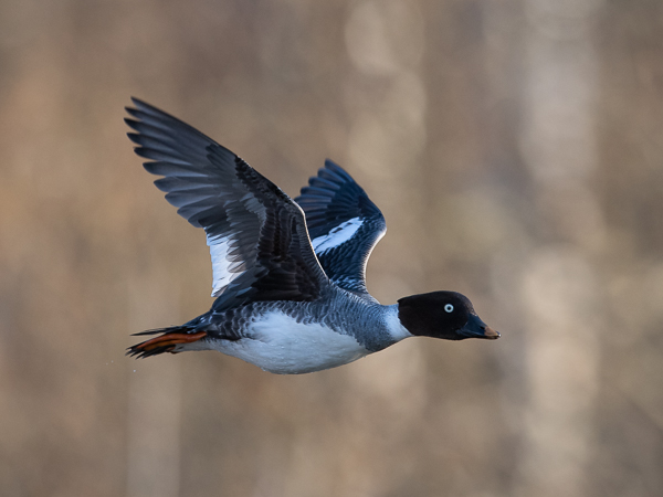 Telkkä, Common Goldeneye, Bucephala clangula