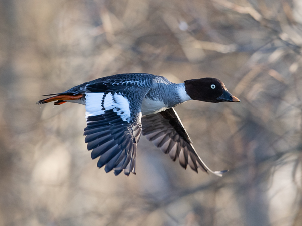 Telkkä, Common Goldeneye, Bucephala clangula