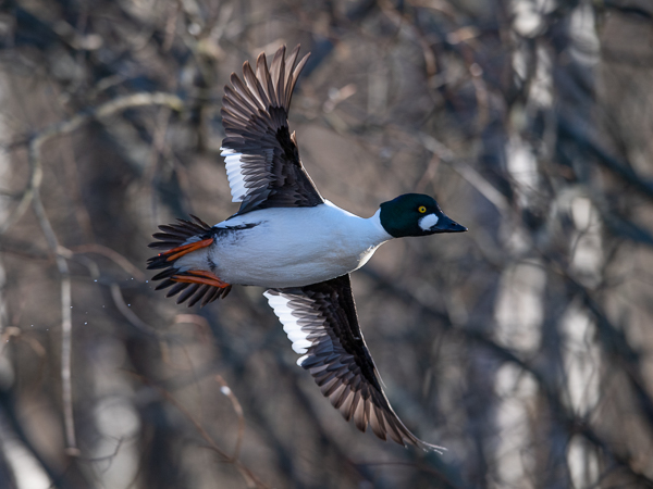 Telkkä, Common Goldeneye, Bucephala clangula