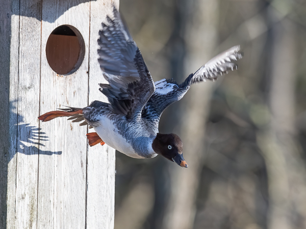 Telkkä, Common Goldeneye, Bucephala clangula