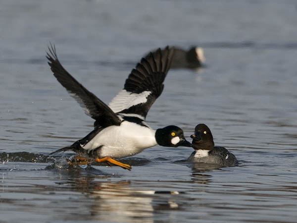 Telkkä, Common Goldeneye, Bucephala clangula