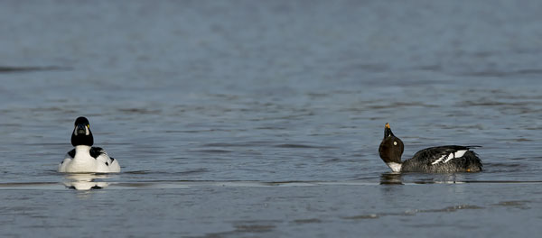 Telkkä, Common Goldeneye, Bucephala clangula