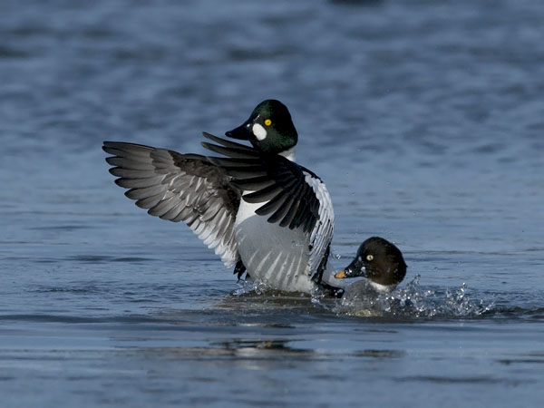 Telkkä, Common Goldeneye, Bucephala clangula