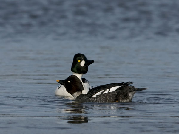 Telkkä, Common Goldeneye, Bucephala clangula