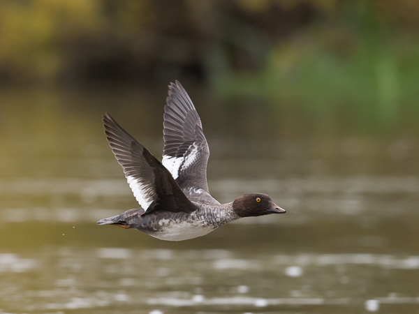 Telkkä, Common Goldeneye, Bucephala clangula