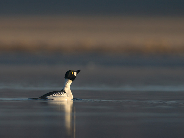 Telkkä, Common Goldeneye, Bucephala clangula
