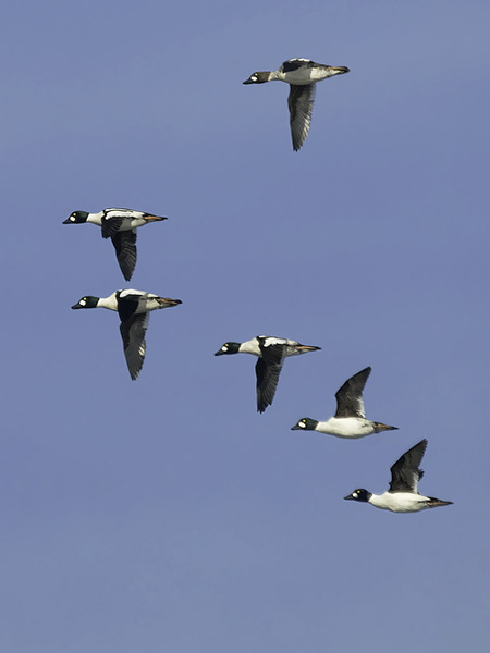 Telkkä, Common Goldeneye, Bucephala clangula
