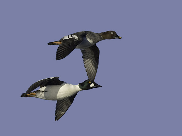 Telkkä, Common Goldeneye, Bucephala clangula