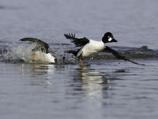 Telkkä, Common Goldeneye, Bucephala clangula