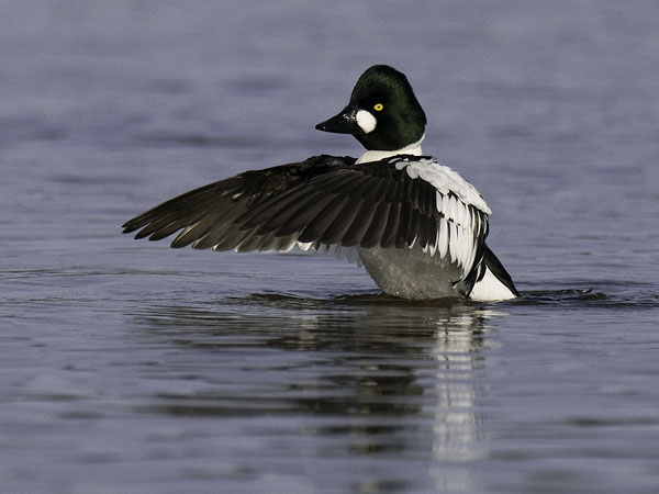 Telkkä, Common Goldeneye, Bucephala clangula