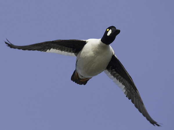 Telkkä, Common Goldeneye, Bucephala clangula