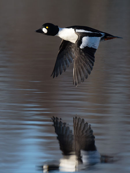 Telkkä, Common Goldeneye, Bucephala clangula