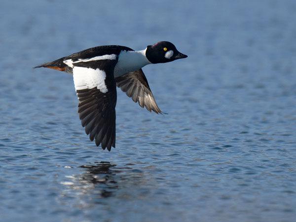 Telkkä, Common Goldeneye, Bucephala clangula