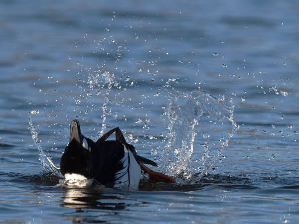 Telkkä, Common Goldeneye, Bucephala clangula