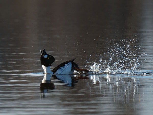 Telkkä, Common Goldeneye, Bucephala clangula