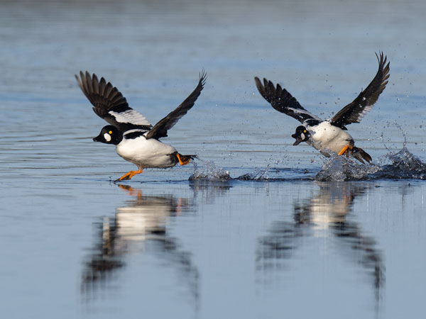 Telkkä, Common Goldeneye, Bucephala clangula