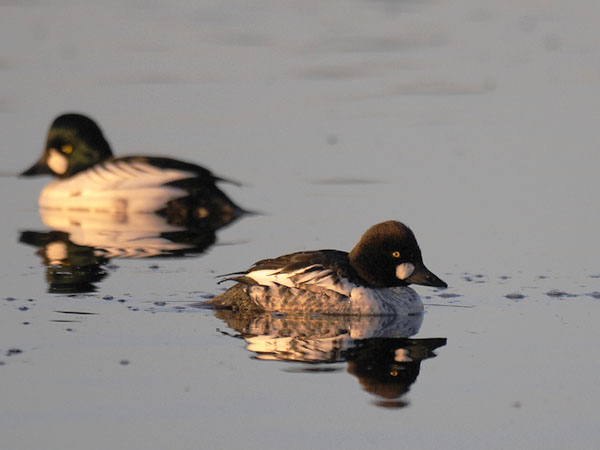 Telkkä, Common Goldeneye, Bucephala clangula